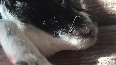 Cute dog gets his belly rubbed