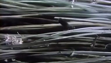 Almaznaya tropa (1978)