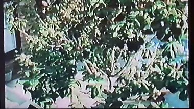 Annette Haven Vintage