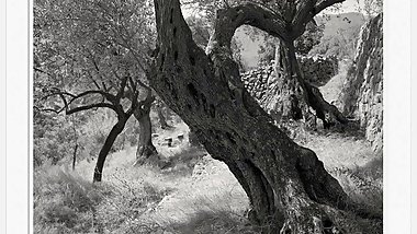 Black--Widow Slideshow-Black -and- white