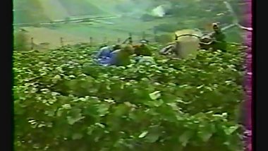 Classic French : L enlevement des Sabines (1976)